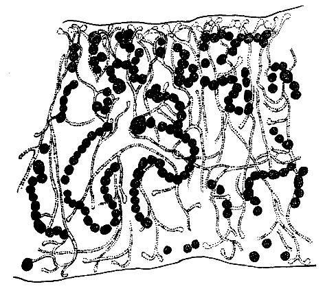 (Collema sp.