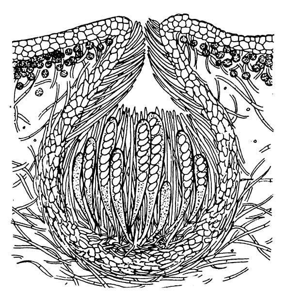 (Ascomycota) APOTHECIUM