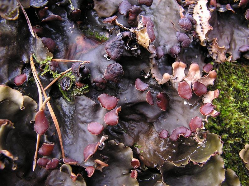 Apothecium