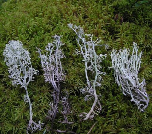 houba "Lichens