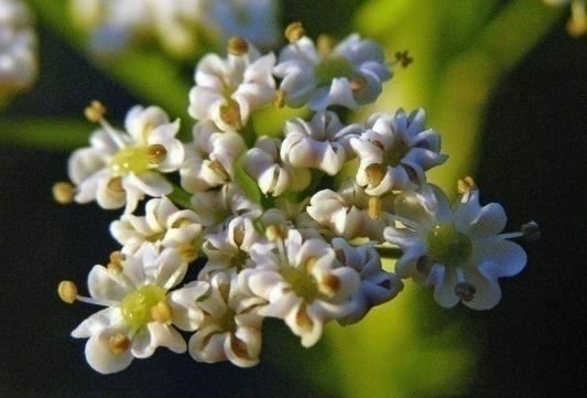 čel. Apiaceae (přenos vzduchem) Odumřelé spodní listy (zbytky přezimujících rostlin)