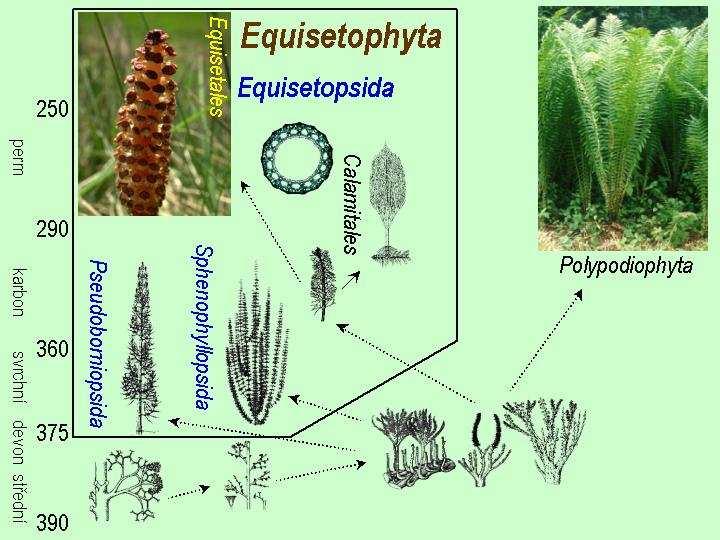 oddělení Equisetophyta (Přesličky) Historický vývoj: nejstarší nálezy ze středního devonu, vrchol v karbonu (až 10 000 druhů, bylinného až stromovitého vzrůstu, liány), v průběhu permu a druhohor