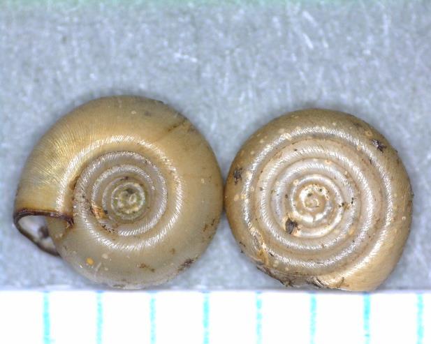 1. Anisus