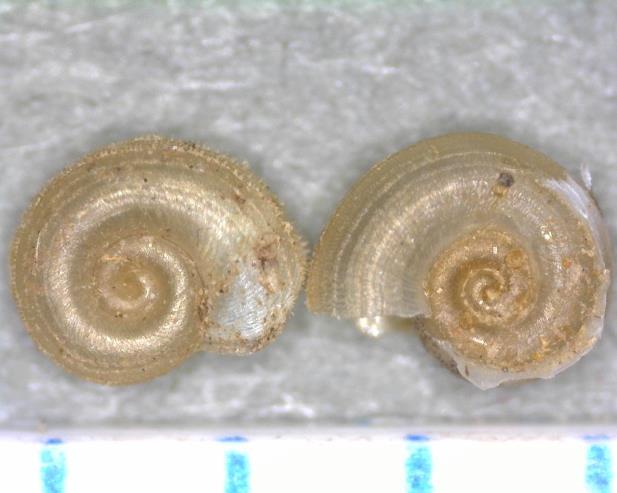 Bathyomphalus