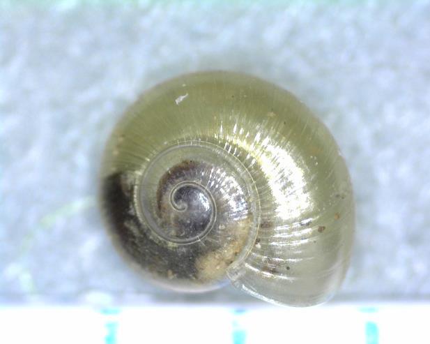 Nesovitrea hammonis Pozn.