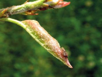 kurstaki) a v oblastech se škodlivým výskytem hnědé skvrnitosti kmínu (Mycocentrospora acerina) lze proti této chorobě preventivně zasáhnout některým z měďnatých přípravků (Champion 50 WP,