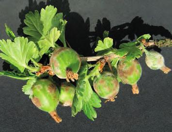Ošetření proveďte v případě zvýšeného náletu imag vrtule na lepové desky povolenými neonikotinoidy (Calypso 480 SC, Mospilan 20 SP), úč. l. dimethoát (Danadim Progress, Perfekthion) a chlorpyrifos-methyl (Reldan 22).