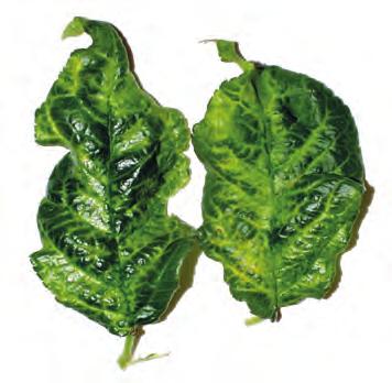 michiganennsis ssp. sepedonicus (původce bakteriální kroužkovitosti bramboru) a Ralstonia solanacearum (původce bakteriální hnědé hniloby bramboru a rajčete). Foto: R. Zavadil Obr.