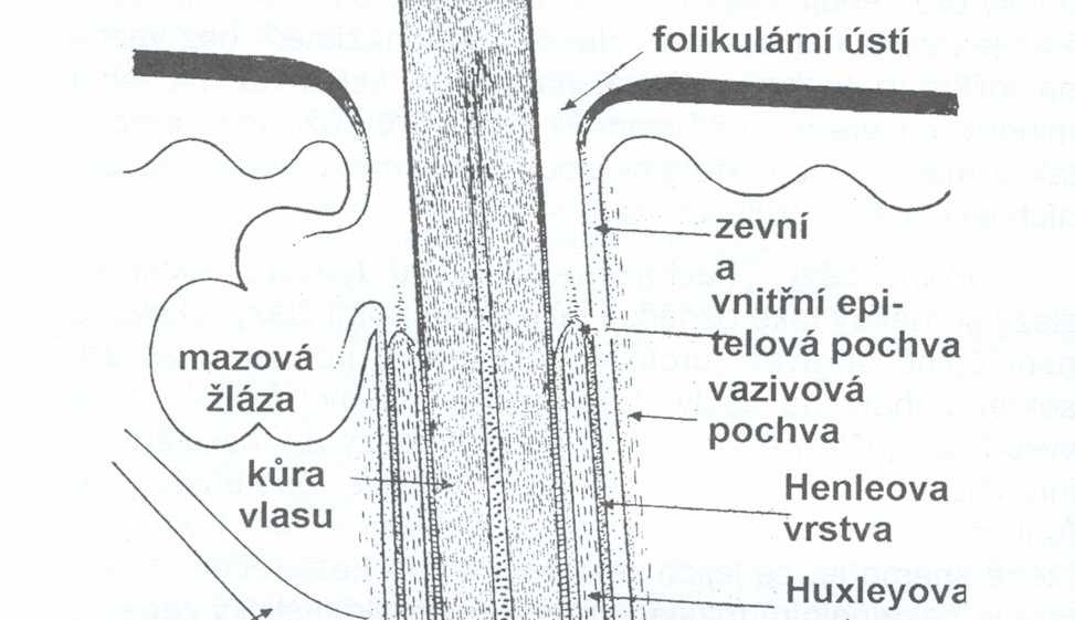 Mezi epiteliální součásti vlasového folikulu tedy patří matrix, medulla, vnitřní vlasová pochva, kortex, kutikula a zevní vlasová pochva a mezi dermální součásti se řadí dermální papila a pojivová