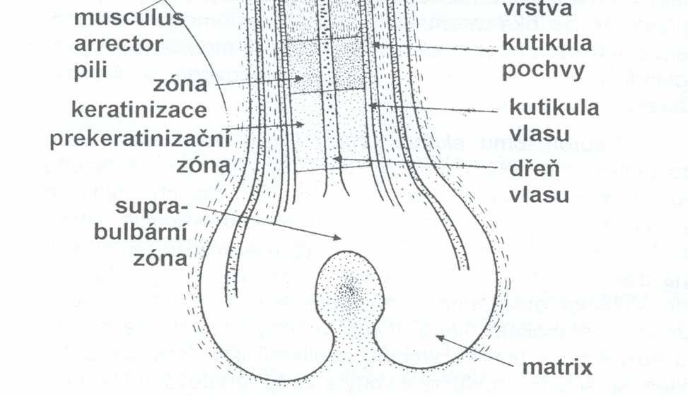 Základní rozdělení vlasů na jednotlivé typy zahrnuje prenatální lanugo, postnatální velusové, intermediární a terminální vlasy. Lanugo představuje tenké vlasy bez dřeně a často bez pigmentu.