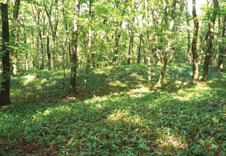 MÉNĚ ZNÁMÉ DOKLADY K HALŠTATU ŽDÁNICKÉHO LESA NEBO I KE STŘEDOVĚKU? 109 Obr. 4. Borkovany, okr. Břeclav.