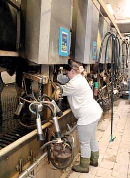 V produkční stáji jsou krávy ustájeny ve volné boxové stáji s loži vybavenými matracemi, které jsou jednou týdně přistýlány separátem či řezanou slámou. Dojnice se plošně zaprahují antibiotiky.