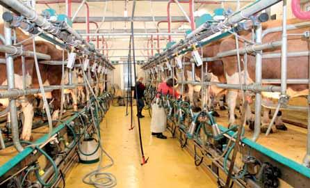 Reportáž Ve rváčovské produkční stáji se dojí se v rybinové dojírně Westfalia s 2 x 10 stáními, a to dvakrát denně V Mirošově se dojí dvakrát denně v rybinové dojírně s 2 x 10 stáními Po léčení
