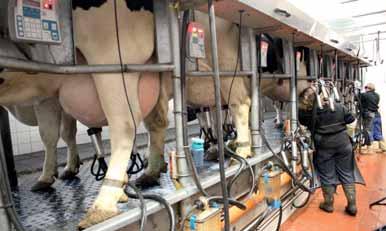 Reportáž Dojnice v Malčíně chodí dvakrát denně do bezbariérové rybinové dojírně Agromilk s 2 x 8 stáními Krávy jsou