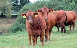 Obsah Máte slovo Proč je přidaná hodnota u našeho mléka jen zbožné přání?...................... 6 Plemeno měsíce Charolais.................................................. 7 37 Reportáž Soutěž o nejlepší mléčnou farmu roku posedmé.