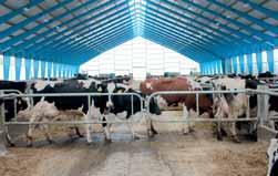 ..............................................58 Zájmové chovy Biostimulace namísto hormonů......................................60 63 Titulní foto: Pohoda charolaiského stáda v Týništi (TFarma, spol.