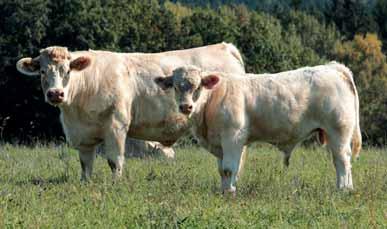 Plemeno měsíce a dobré zdraví bez geneticky podmíněných poruch. Díky vysoké plodnosti a růstovým schopnostem potomstva produkuje plemeno charolais nejvyšší živou hmotnost telat na krávu a rok.