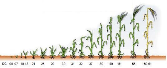 DYNAMIKA PŘÍJMU ŽIVIN POROSTY JARNÍHO JEČMENE V ROCE 2017 V REGIONU ČECHY Dynamics of nutrient uptake of spring barley in the Bohemia region in 2017 Luděk HŘIVNA, J.