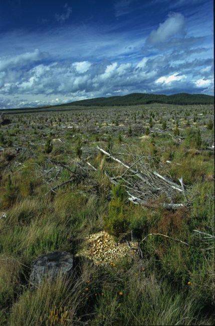 Ploché tvary plošina planina (náhorní