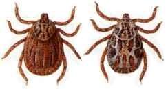 marginatus