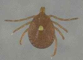 ricinus