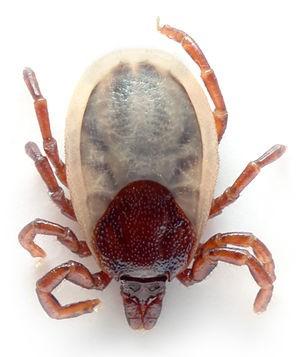 Ixodes hexagonus Ixodes