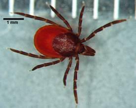 vektor... recipient (obratlovec B) Microtus agrestis http://home2.