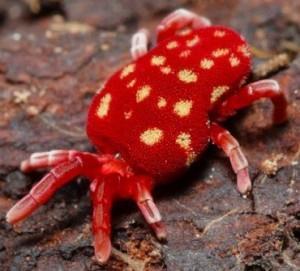 Košenila E 120 Košenila je červené živočišné barvivo, které se získává sušením rozdrcených těl samiček červce nopálového. Jedná se o hmyz žijící na opunciích.