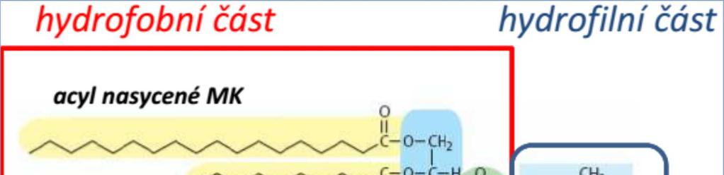 Lipidy Strukturní lipidy odvozené od glycerolu nebo