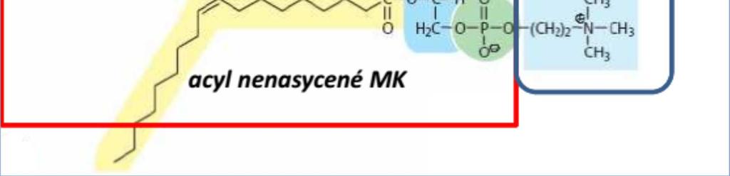 odvozené od glycerolu glycerolfosfolipidy základem