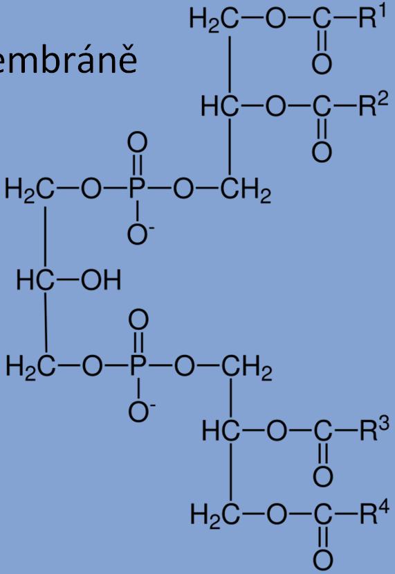 Lipidy Lipidy odvozené od glycerolu