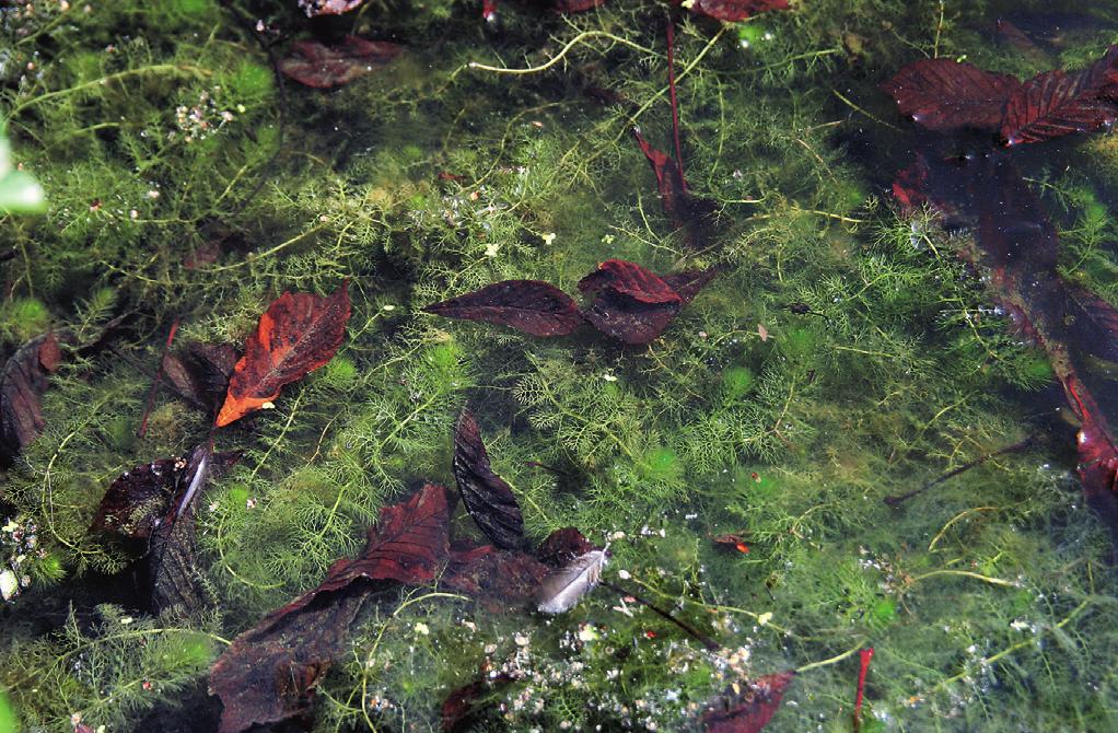 Vegetace volně plovoucích vodních rostlin (Lemnetea) tenci společenstva nezbytná. Proto tato vegetace osídluje i pískovny a nově vybudované rybníky.