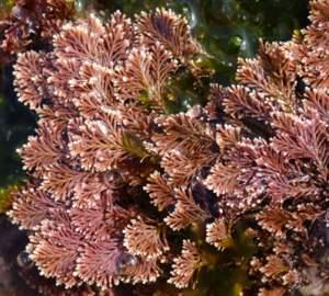 Corallina officinalis (herbářová položka)