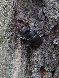 LUCANUS