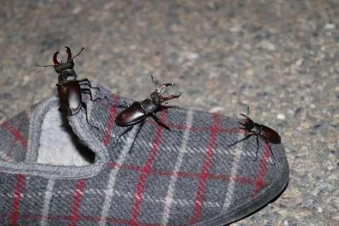 DĚKUJI Z A POZORNOST Z DROJE https://natureconservation.pensoft.net/showimg.php?filename =oo_147461.jpg ŠEBEK, Pavel, Lukas CIZEK, David HAUCK a Jiří SCHLAGHAMERSKÝ.