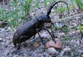 podčeledi Larva Lamiinae Inklinace k