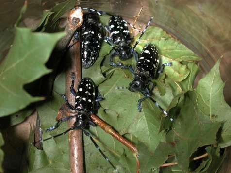 MORFOLOGIE II OO Larva Kukla Imágo Cca 0,5 cm Až 5 cm Cca 3 cm Cca 3