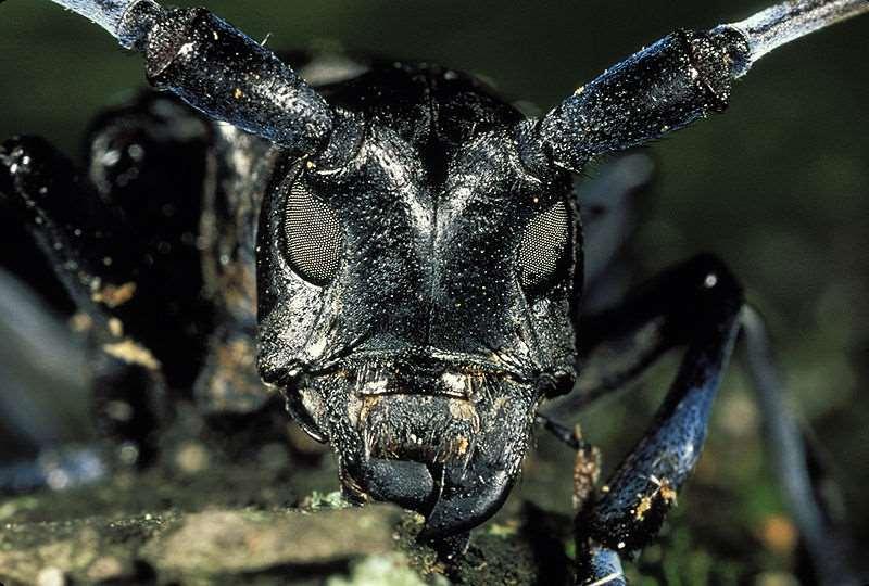 org/wikipedia/commons/thumb/a/a9/anoplophora_glabripennis2.