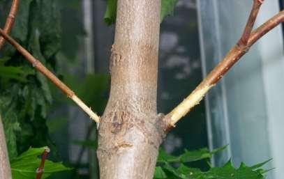 glabripennis: osidluje horní část