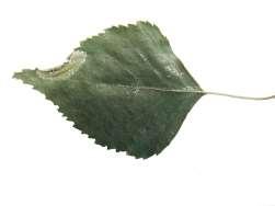 Foto: