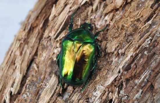 Protaetia