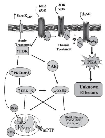 Obrázek č. 10: Schéma signálních drah u akutního a chronického podávání morfinu. Akutní - G i/o -proteiny, IP3 kináza, Akt kináza, PKC, ERK kináza, aktivace ROS, otevření K ATP kanálů, inhibice mptp.
