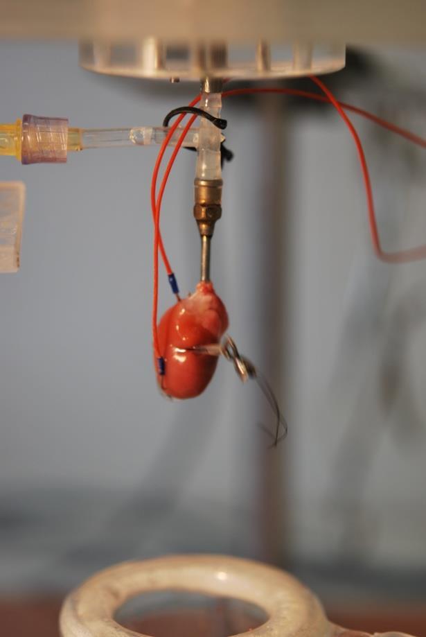 Později byla na oba konce nitě navlečena tenká polyetylenová trubička.