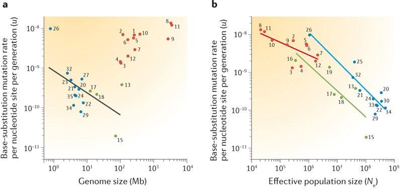 Liší se u různých organismů velikost genomu Mutační rychlost životní strategie (velikost