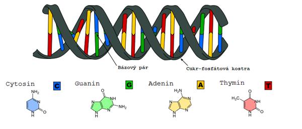 Kapitola 2 Základy molekulární biologie 2.1 DNA Deoxyribonukleová kyselina nebo-li DNA je základním genetickým materiálem skoro všech žijících organismů.