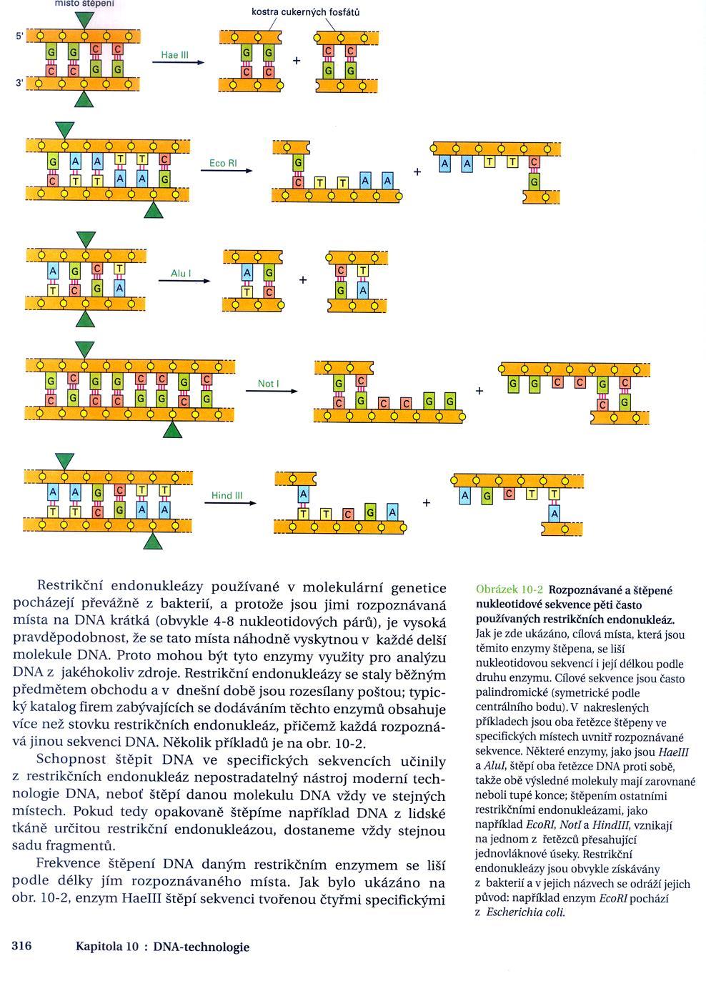 Izoschizomery enzymy, které štěpí stejné sekvence.