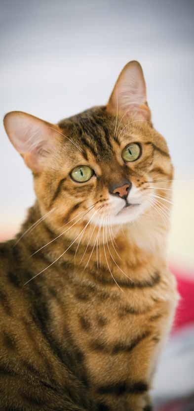PURINA PRO PLAN LIGHT ADULT Krmivo pro kočky s nadváhou a kočky se sklonem k přibírání na hmotnosti Packs S krůtou 3 kg a 10 kg OPTILIGHT snížený obsah tuku v receptuře (o 40 % méně v porovnání s