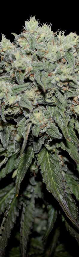 Diesel x Diesel (40 % Indika/ 60 % Sativa). 65-70 dní / 9-10 týdnů. V polovině října. 1 až 1,50 m uvnitř - do 3 m venku. 450-550 g/m 2. Až 1 kg na rostlinu.