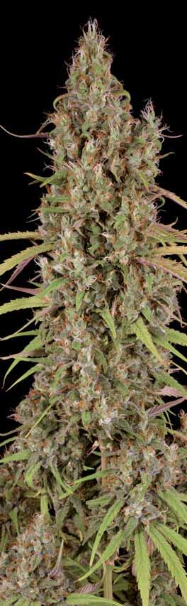 25 % Indika- 75 % Sativa. 60 dní. Půlka října. 250 cm. 500 g/m 2.