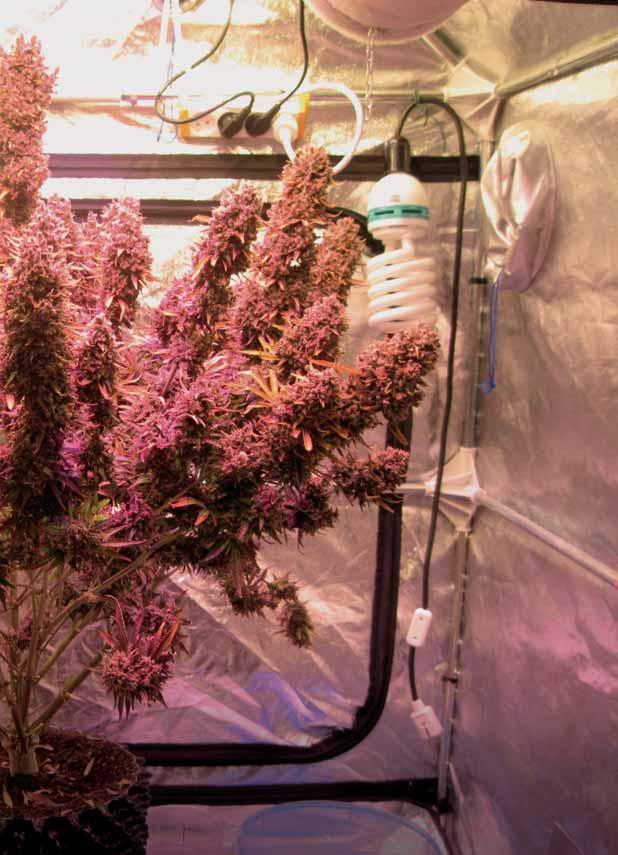 AUTO BLACKBERRY